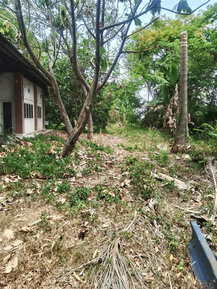 Cho thuê kho xưởng bãi vlxd kết hợp nhà vườn tại võ văn bích, xã phú hòa đông, củ chi vừa ở vừa lv