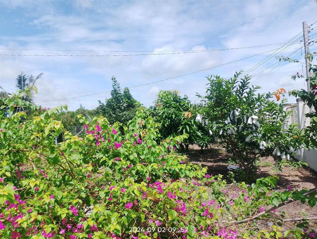 Bán nhà riêng 3,8 tỷ, 2500m2 tại xã hòa hội, huyện xuyên mộc, bà rịa vũng tàu có sẵn 100m thổ cư