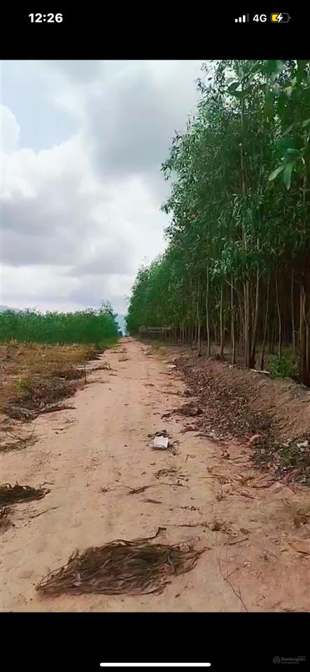 Hoà hiệp xuyên mộc tĩnh vũng tàu diện tích 5mẫu4 giá chỉ 170tr/sào đường đất. sổ sẵn giá chỉ 9 tỷ 5