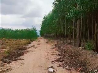 Hoà hiệp xuyên mộc tĩnh vũng tàu diện tích 5mẫu4 giá chỉ 170tr/sào đường đất. sổ sẵn giá chỉ 9 tỷ 5