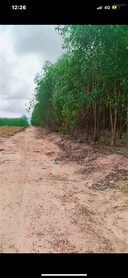 Hoà hiệp xuyên mộc tĩnh vũng tàu diện tích 5mẫu4 giá chỉ 170tr/sào đường đất. sổ sẵn giá chỉ 9 tỷ 5