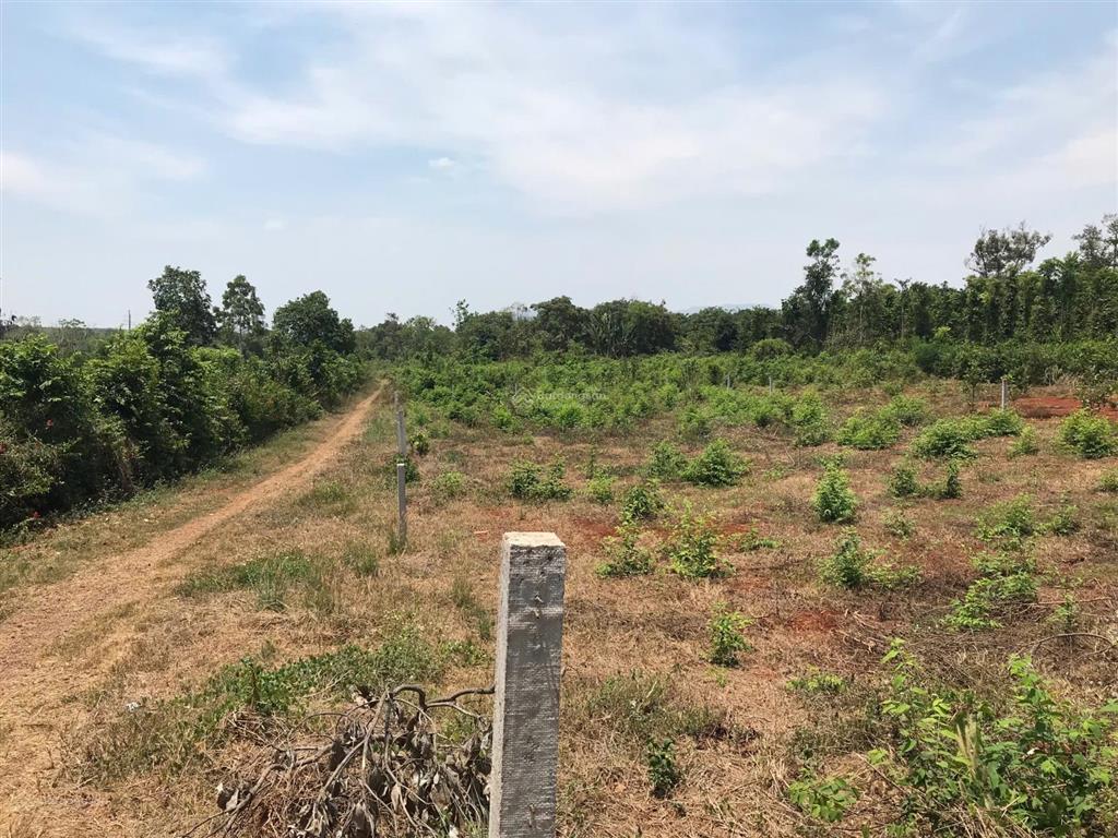 Bán gấp 1.223m2 giá 1.56 tỷ, tp. hồ chí minh,(x. nghĩa giao, bà rịa  vt), có 3 mặt tiền đường lớn