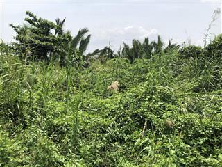 Bán đất vườn gần đường xương cá 1, xã phong phú, bình chánh, giá 900 nghìn/m2,  0933 525 ***