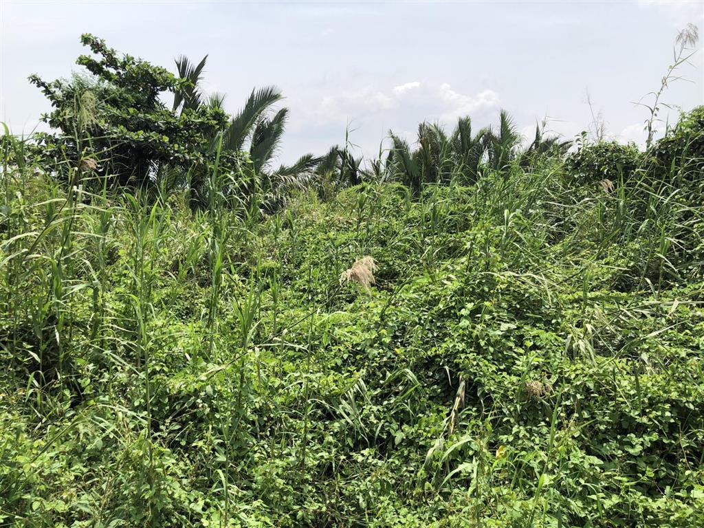 Bán đất vườn diện tích lớn 6.500m² giá chỉ 980k/m² tờ bản đồ số 3 gần khu thể thao thành long