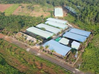 Xuất cảnh bán gấp trang trại nuôi gà 1.3ha đang cho thu nhập 7 tỷ/năm tại lộc ninh, bình phước (cũ)