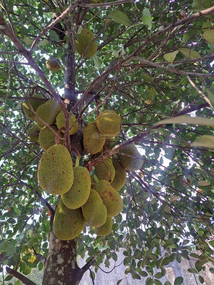 Đất đường nguyễn thị dòn xã nhuận đức huyện củ chi diện tích 3384,6m2 có 150m2 thổ cư giá 24,5tỷ