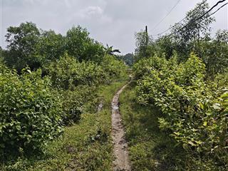 Chính chủ cần bán đất trồng cây lâu năm giá 3tr/m2 đường xe máy, sổ đỏ công chứng ngay trong ngày