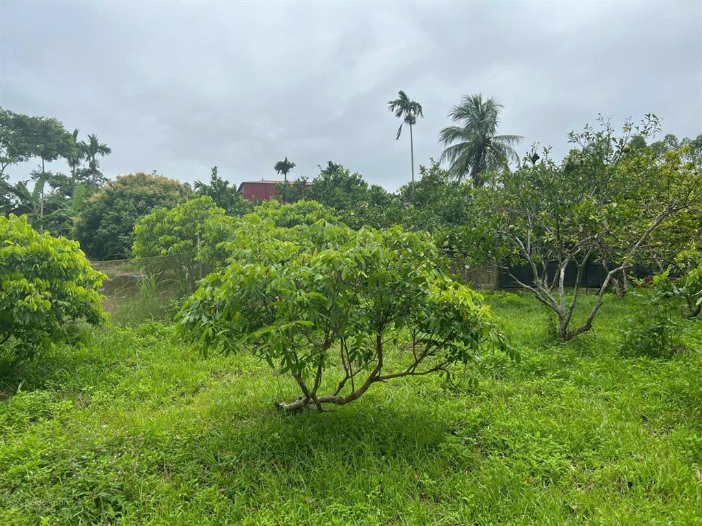 2009m² đất 3 mặt bám suối pháp lý rõ ràng chỉ 1,3 triệu/m², nghỉ dưỡng nhà vườn siêu đẹp