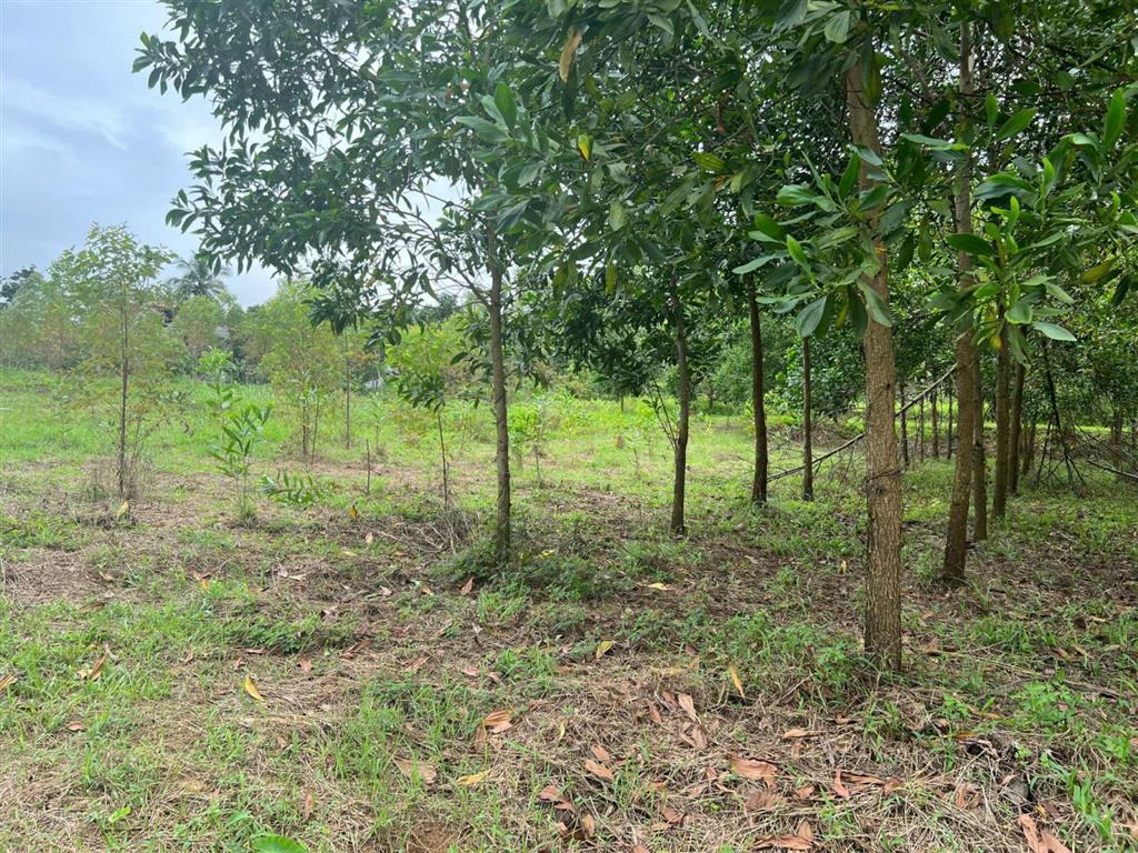 2009m² đất 3 mặt bám suối pháp lý rõ ràng chỉ 1,3 triệu/m², nghỉ dưỡng nhà vườn siêu đẹp
