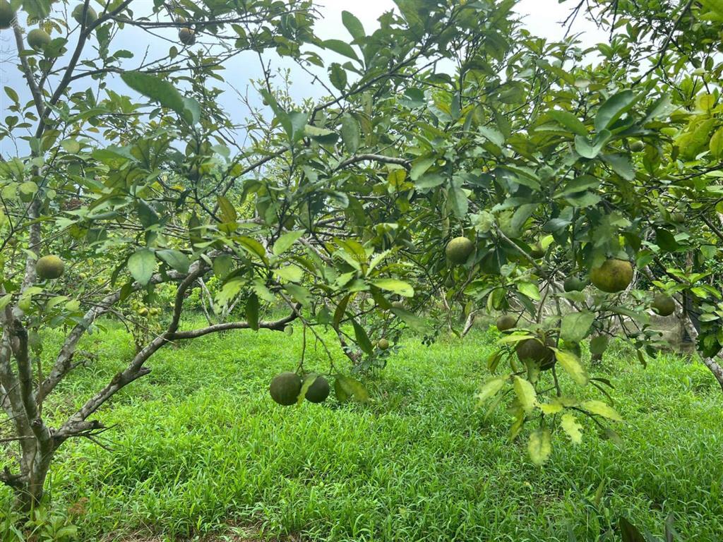 2009m² đất 3 mặt bám suối pháp lý rõ ràng chỉ 1,3 triệu/m², nghỉ dưỡng nhà vườn siêu đẹp