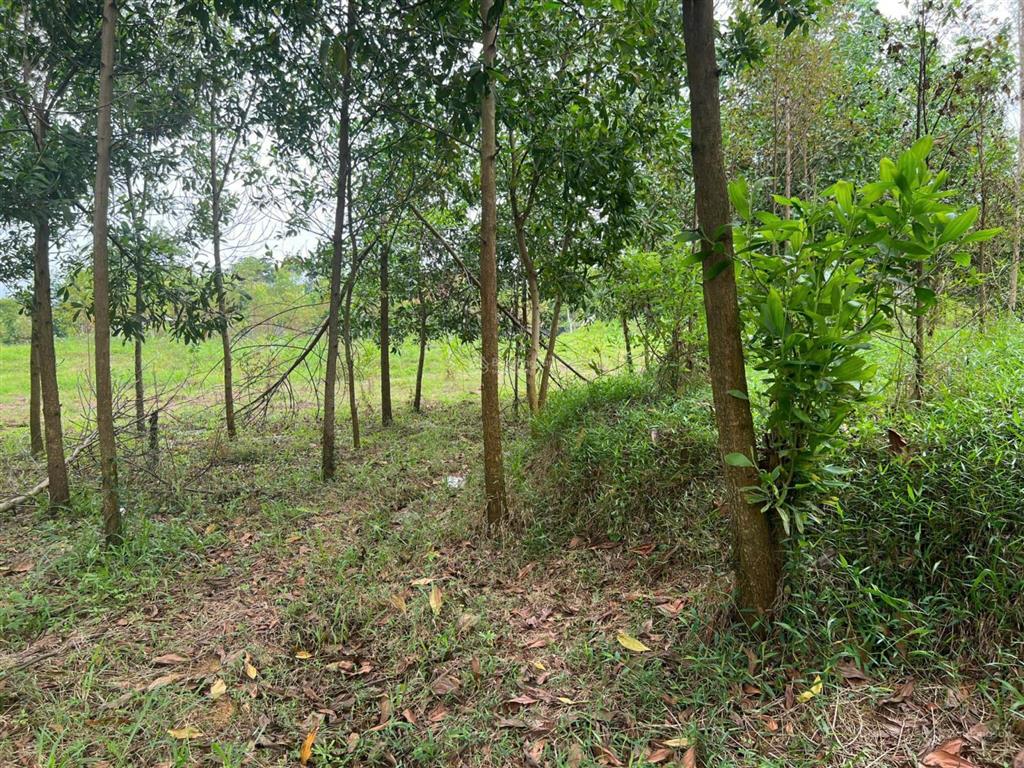 2009m² đất 3 mặt bám suối pháp lý rõ ràng chỉ 1,3 triệu/m², nghỉ dưỡng nhà vườn siêu đẹp