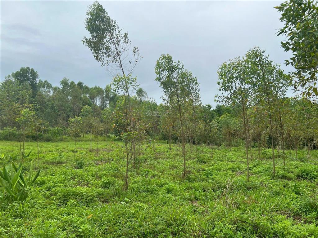 2009m² đất 3 mặt bám suối pháp lý rõ ràng chỉ 1,3 triệu/m², nghỉ dưỡng nhà vườn siêu đẹp