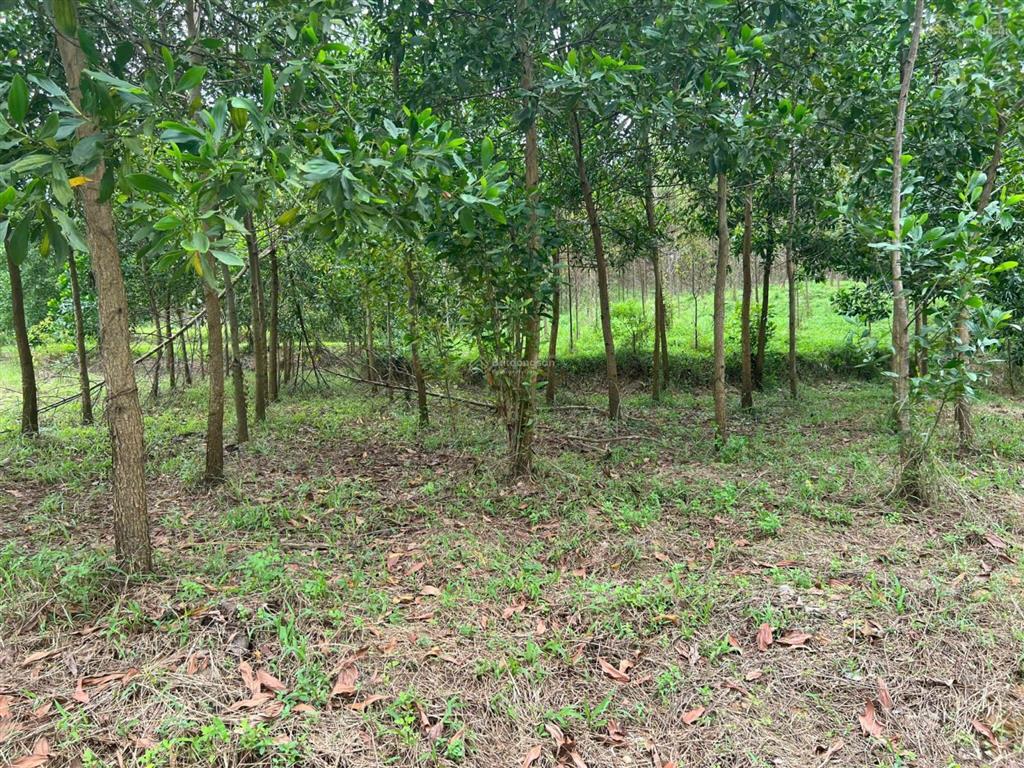 2009m² đất 3 mặt bám suối pháp lý rõ ràng chỉ 1,3 triệu/m², nghỉ dưỡng nhà vườn siêu đẹp