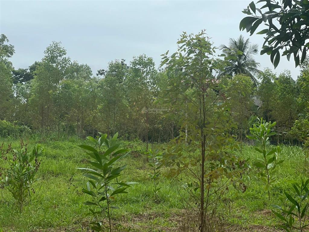 2009m² đất 3 mặt bám suối pháp lý rõ ràng chỉ 1,3 triệu/m², nghỉ dưỡng nhà vườn siêu đẹp