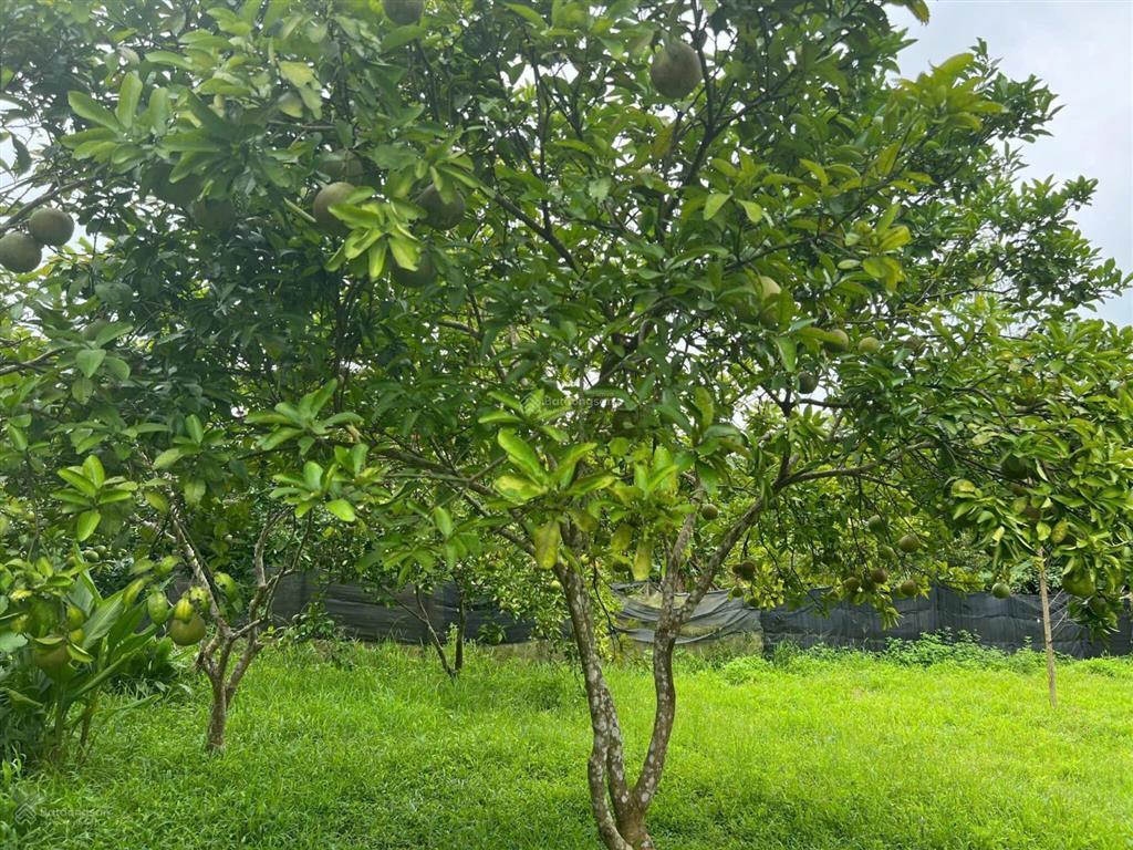 2009m² đất 3 mặt bám suối pháp lý rõ ràng chỉ 1,3 triệu/m², nghỉ dưỡng nhà vườn siêu đẹp