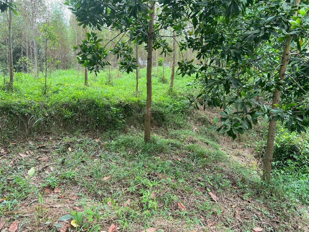 2009m² đất 3 mặt bám suối pháp lý rõ ràng chỉ 1,3 triệu/m², nghỉ dưỡng nhà vườn siêu đẹp