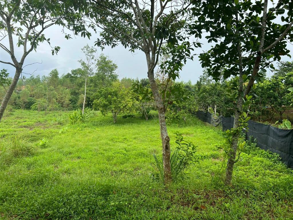 2009m² đất 3 mặt bám suối pháp lý rõ ràng chỉ 1,3 triệu/m², nghỉ dưỡng nhà vườn siêu đẹp