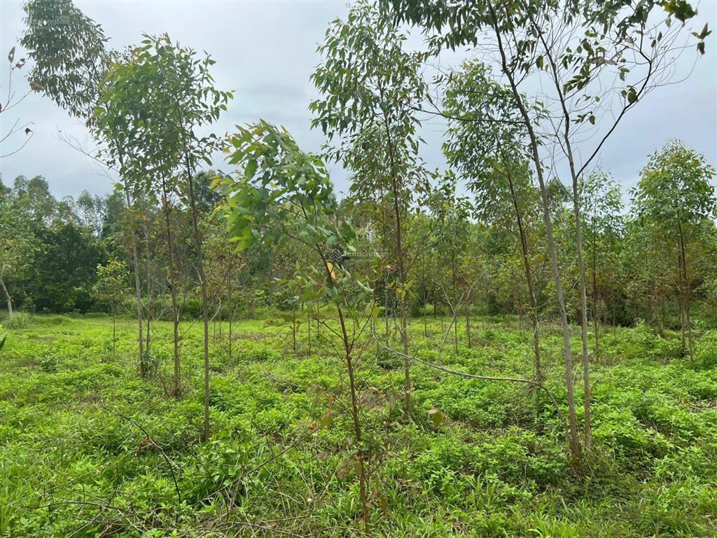 2009m² đất 3 mặt bám suối pháp lý rõ ràng chỉ 1,3 triệu/m², nghỉ dưỡng nhà vườn siêu đẹp