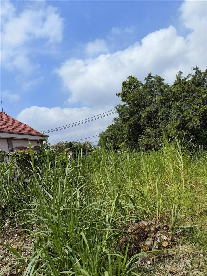 Bán đất mặt tiền đường nguyễn thị lắng. 437m2. giá 4,5 tỷ.