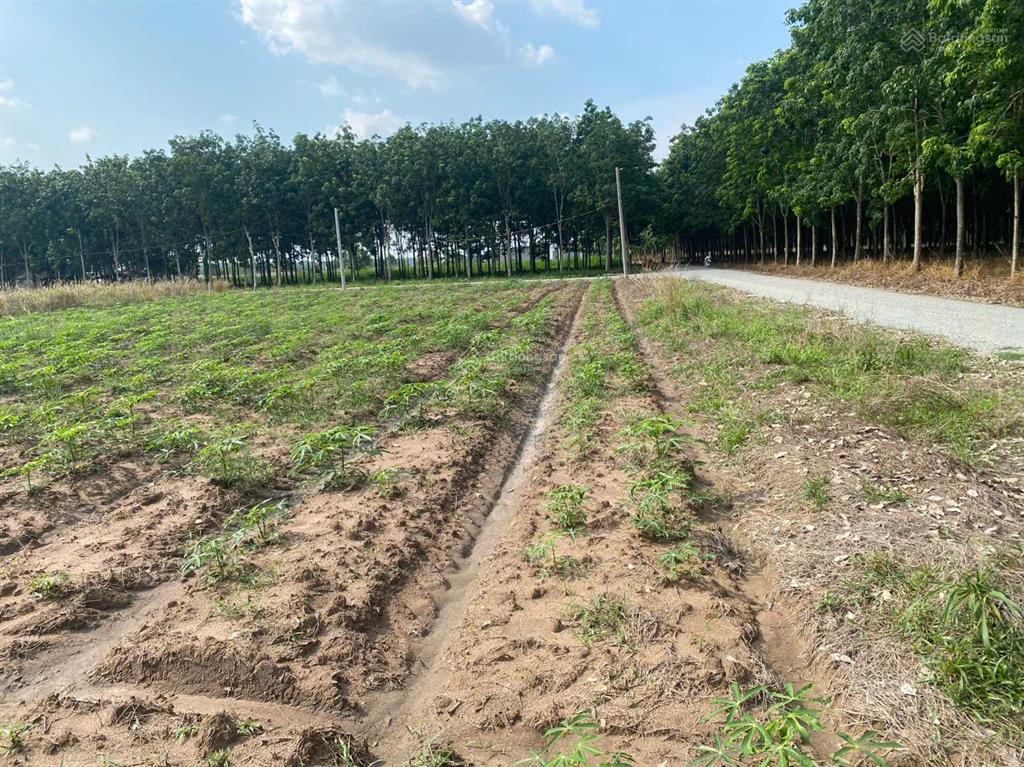 Gấp bán lô 500 m2, 6x85 mét, đường nhựa 18 mét, kcn becamex  phường chơn thành, đồng nai chỉ 3xxtr