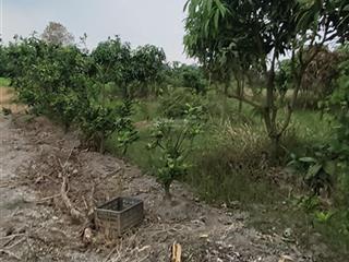 Cần bán khu vườn trái cây đủ loại