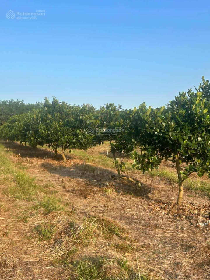 2ha mít đỏ indo sắp tách, tách bán trên 2 sào. mỗi 2 sào 380tr mỗi năm cho thu k dưới 1xx