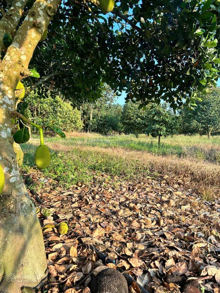 2ha mít đỏ indo sắp tách, tách bán trên 2 sào. mỗi 2 sào 380tr mỗi năm cho thu k dưới 1xx