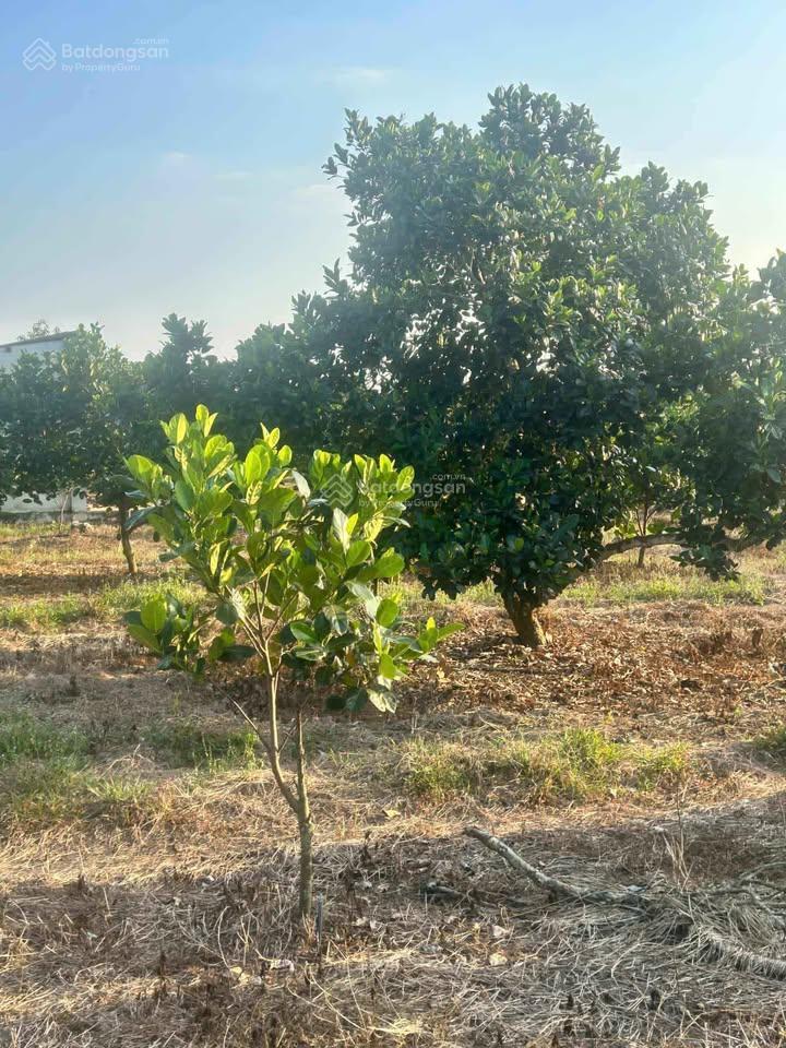 2ha mít đỏ indo sắp tách, tách bán trên 2 sào. mỗi 2 sào 380tr mỗi năm cho thu k dưới 1xx