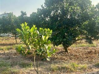 2ha mít đỏ indo sắp tách, tách bán trên 2 sào. mỗi 2 sào 380tr mỗi năm cho thu k dưới 1xx