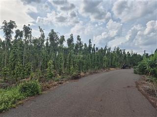 Đất nền diện tích rộng 1.000m2 nằm ở vị trí thuận lợi tại xã bình giã, hồ chí minh  huyện châu đức