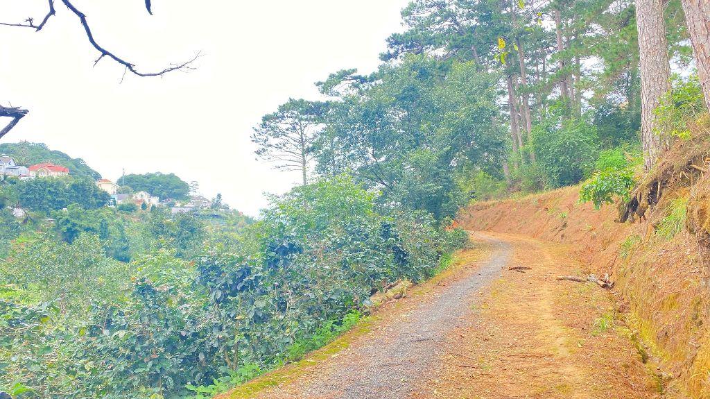 E đang có 8.000m2 hẻm khe sanh, p10 - đà lạt, lâm đồng