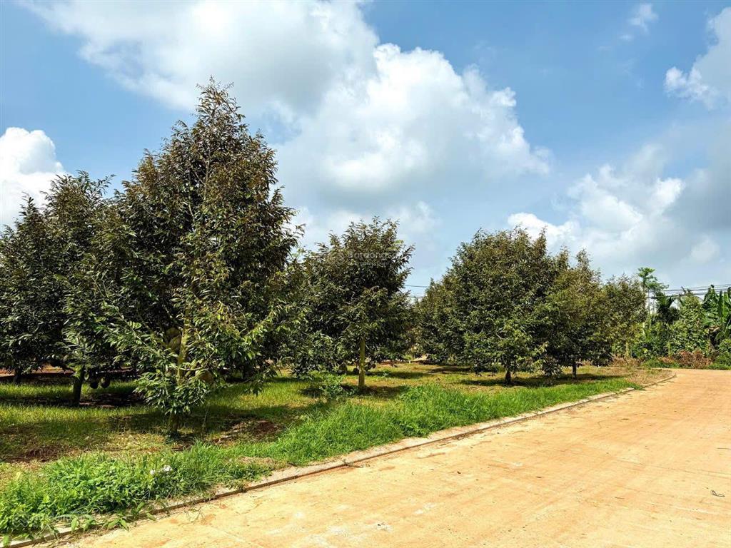 Bán đất tại ea ktur, 490 triệu, 200m2, pháp lý đầy đủ, giá tốt