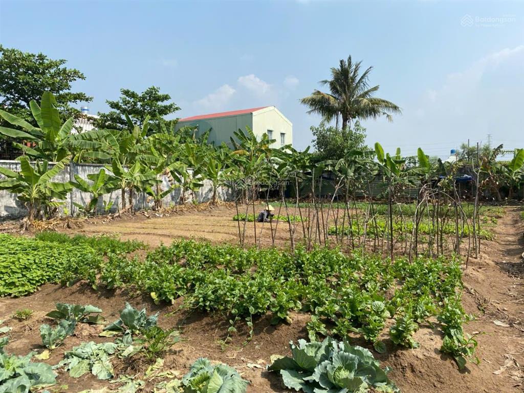 Cho thuê đất vườn tại đại phước nhơn trạch tp đồng nai