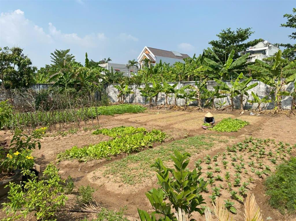 Cho thuê đất vườn tại đại phước nhơn trạch tp đồng nai