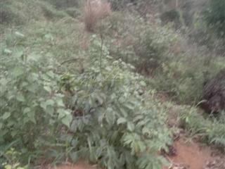 Chính chủ cần bán gấp mảnh đất tp gia nghĩa dt 745 m2. kt 21mx35m, nở hậu 26m. gía 1tỷ250