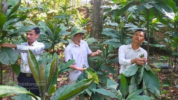 Chuyển nhượng dự án 1417ha du lịch sinh thái  tâm linh  trồng dược liệu  công/nông nghiệp cnc