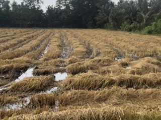 Bán đất đường số 2 bình lợi giá rẻ, sổ hồng riêng, thổ cư, dân đông 310m2 giá 1.09 tỷ