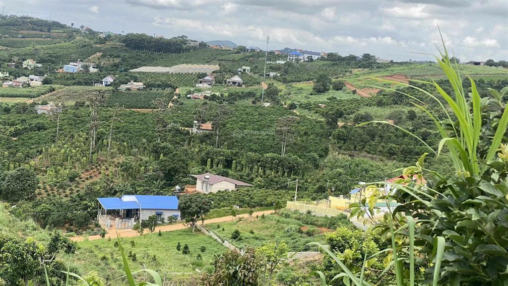 Bán lô đất sau chợ thăng long, nam ban 195m2 sẵn thổ cư, shr