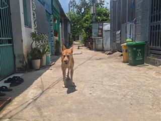 Nhà sổ hồng riêng 2/ đặng thúc vịnh gần chợ thới tứ  hóc môn 5x13m, 2pn, wc, khu dân cư, ko mồ mả