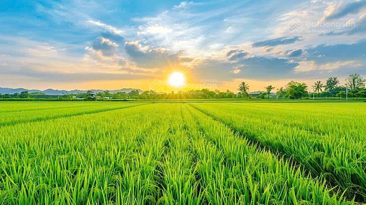 Siêu phẩm  3 mặt view lúa  điện nam sát hội an  300m2  mt 14m  oto tận nơi  3tyx (hiếm)