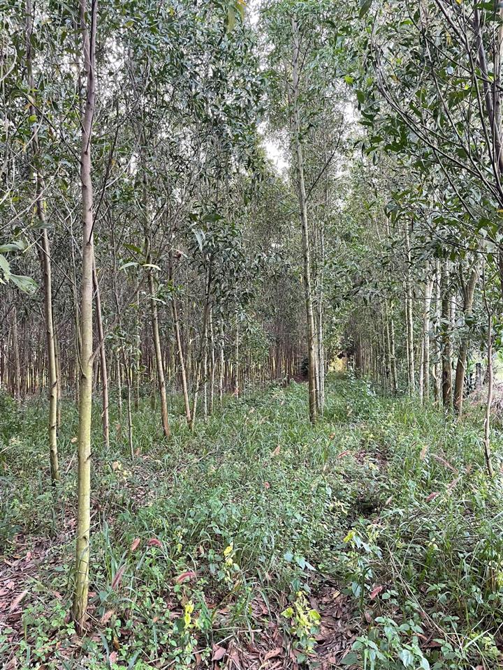 1.5 hecta đất trống, phù hợp trang trại chăn nuôi, nơi nghỉ dưỡng tại xuân hoà, đồng nai