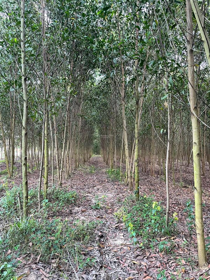 1.5 hecta đất trống, phù hợp trang trại chăn nuôi, nơi nghỉ dưỡng tại xuân hoà, đồng nai