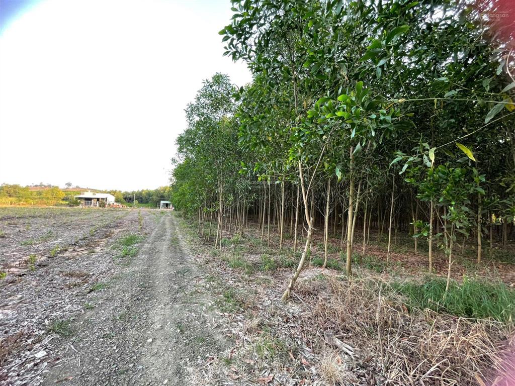 1.5 hecta đất trống, phù hợp trang trại chăn nuôi, nơi nghỉ dưỡng tại xuân hoà, đồng nai
