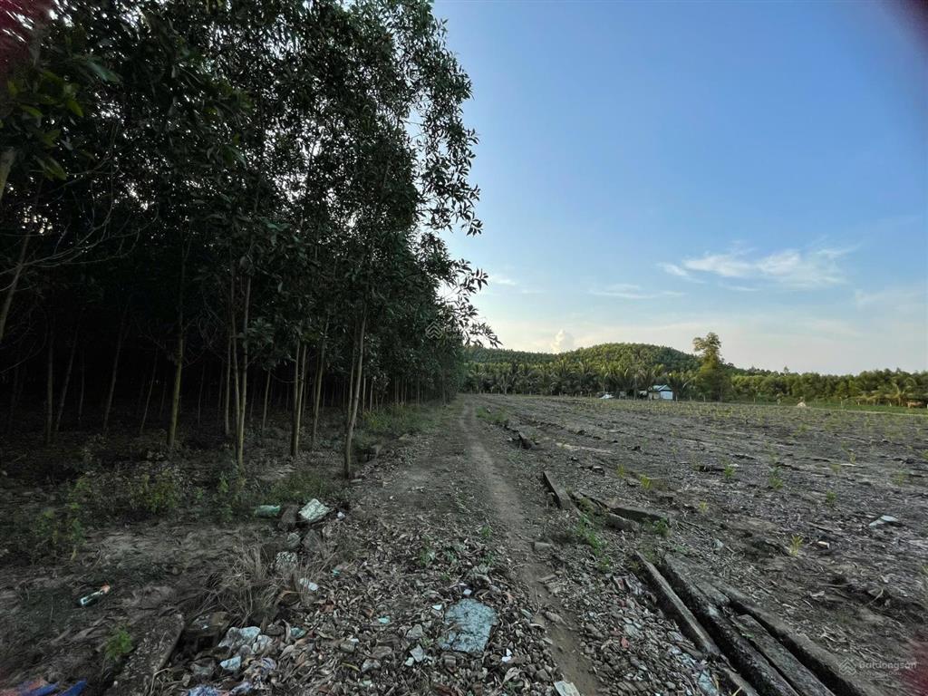 1.5 hecta đất trống, phù hợp trang trại chăn nuôi, nơi nghỉ dưỡng tại xuân hoà, đồng nai