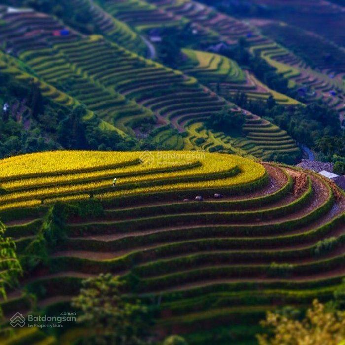 Đất làm khu nghỉ dưỡng homestay