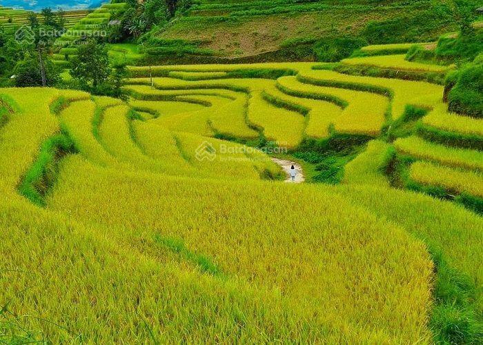 Đất làm khu nghỉ dưỡng homestay