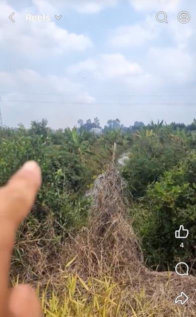 Chính Chủ Bán Đất Ruộng Đã Lên Líp sẵn Tại Ấp 2 Vụ(đường cái tôm) xã Tân Thạnh, Tây Ninh
