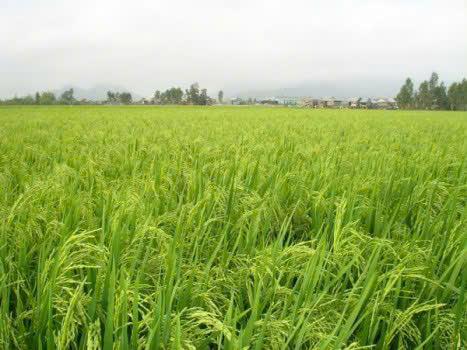 ĐẤT ĐẸP - GIÁ TỐT CẦN BÁN 51 CÔNG - ĐẤT TRỒNG LÚA 2 VỤ...TÂN LẬP - TỊNH BIÊN - AN GIANG