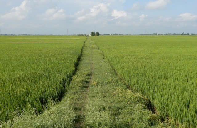 ĐẤT ĐẸP - GIÁ TỐT CẦN BÁN 51 CÔNG - ĐẤT TRỒNG LÚA 2 VỤ...TÂN LẬP - TỊNH BIÊN - AN GIANG