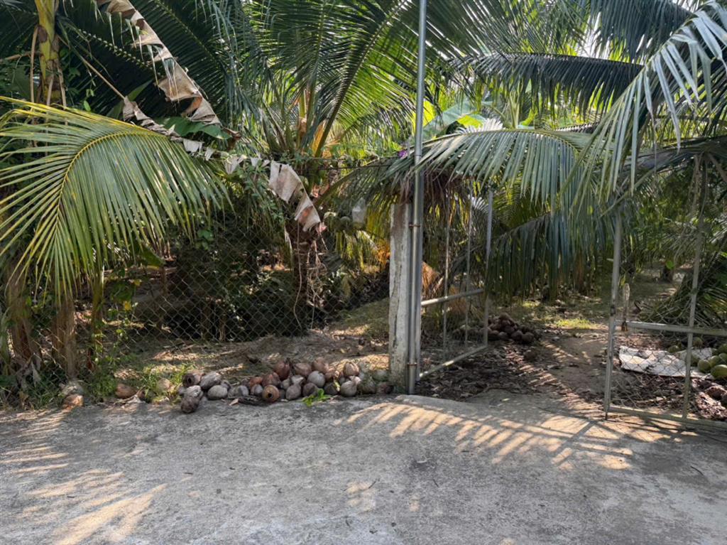 VỊ TRÍ ĐẸP - GIÁ TỐT - Chính Chủ Bán 7 Công Đất Vườn Dừa - Châu Thành Bến Tre